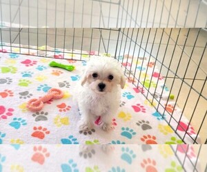 Maltipoo (Toy) Puppy for sale in ORO VALLEY, AZ, USA