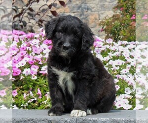 Shepadoodle Puppy for sale in HONEY BROOK, PA, USA