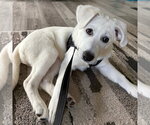 Small #1 Great Pyrenees Mix