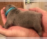 Small Photo #11 French Bulldog Puppy For Sale in PLACERVILLE, CA, USA