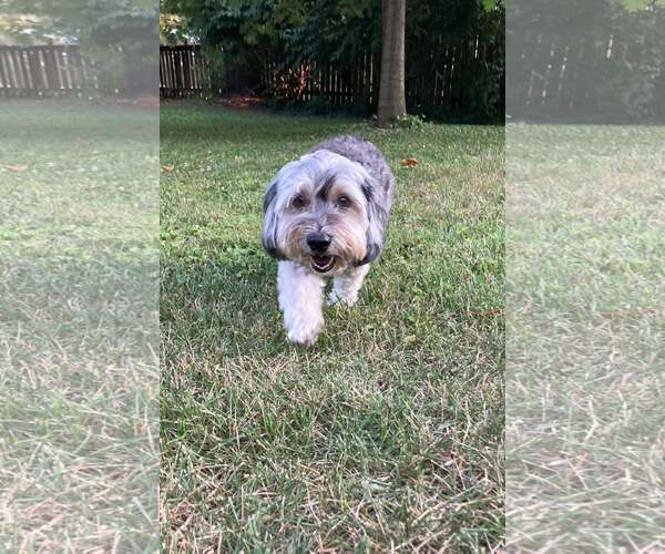 Medium Photo #11 Mutt Puppy For Sale in Westminster, MD, USA