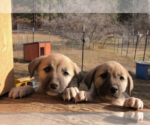 ANATOLIAN MASTIFF-Great Pyrenees Mix Puppy for sale in BAYFIELD, CO, USA