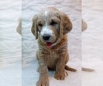 Puppy 3 Labradoodle