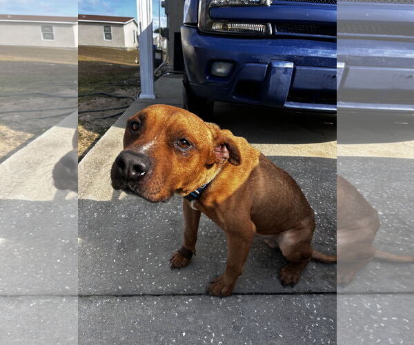 Medium Photo #2 American Pit Bull Terrier-Unknown Mix Puppy For Sale in Miami, FL, USA