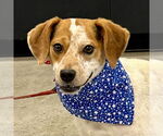 Small #6 Beagle Mix