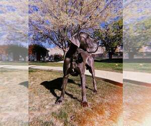 Father of the Great Dane puppies born on 02/26/2025