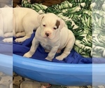 Small Photo #4 Boxer Puppy For Sale in LEWISTOWN, PA, USA