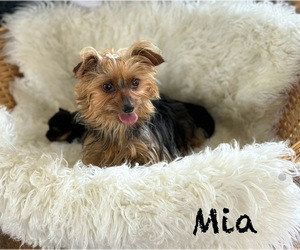 Mother of the Morkie puppies born on 08/13/2025
