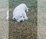 Puppy Green Labrador Retriever