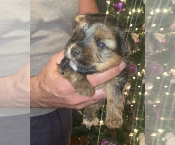 Medium Photo #2 Yorkshire Terrier Puppy For Sale in DES PLAINES, IL, USA