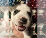 Small Photo #25 Siberian Husky Puppy For Sale in DANBY, VT, USA