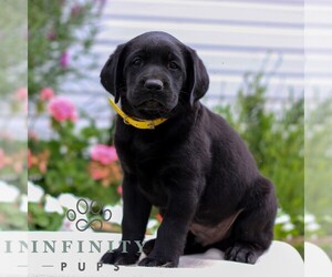 Labrador Retriever Puppy for sale in JONESTOWN, PA, USA