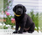 Small Labrador Retriever