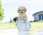Small Photo #3 Cavapoo Puppy For Sale in WARSAW, IN, USA