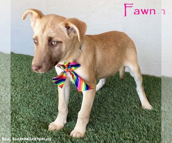 Medium Photo #1 Labrador Retriever-Unknown Mix Puppy For Sale in San Diego, CA, USA