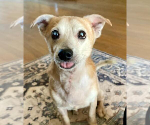 Medium Photo #1 Chihuahua-Unknown Mix Puppy For Sale in Tampa, FL, USA