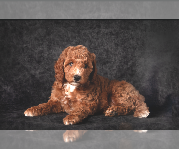 Medium Photo #2 Poodle (Miniature) Puppy For Sale in WEST RICHLAND, WA, USA