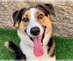 Small Border Collie Mix