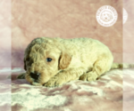 Small #4 Goldendoodle