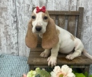 Basset Hound Puppy for sale in PEEBLES, OH, USA