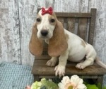 Image preview for Ad Listing. Nickname: Basset Babies