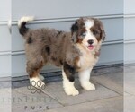 Small #2 Bernedoodle (Miniature)