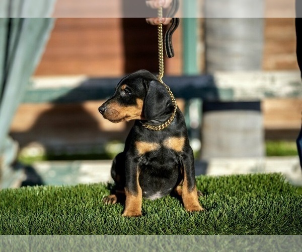 Medium Photo #3 Doberman Pinscher Puppy For Sale in GUSTINE, CA, USA