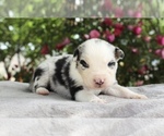 Puppy Opal Australian Shepherd