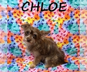 Snorkie Puppy for sale in HARTLAND, MN, USA