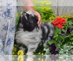 Small #5 Pomeranian