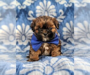 Zuchon Puppy for sale in LINCOLN UNIV, PA, USA