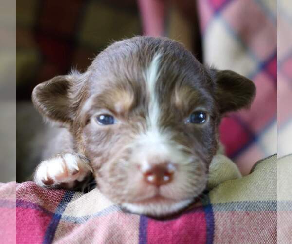 Medium Photo #4 Australian Shepherd Puppy For Sale in DANVILLE, PA, USA