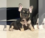 Small Photo #62 French Bulldog Puppy For Sale in BATON ROUGE, LA, USA