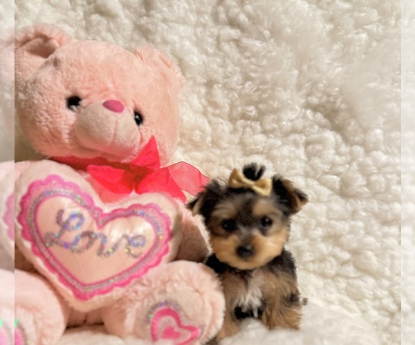 Medium Photo #4 Yorkshire Terrier Puppy For Sale in REDLANDS, CA, USA
