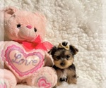 Small #3 Yorkshire Terrier