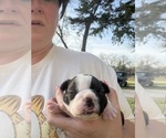 Small #7 Boston Terrier