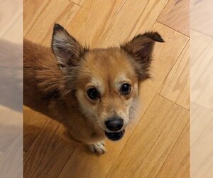 Pomeranian-Unknown Mix Dogs for adoption in Wichita, KS, USA