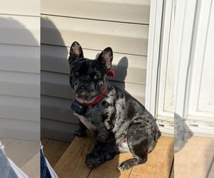 French Bulldog Puppy for sale in SNEEDVILLE, TN, USA