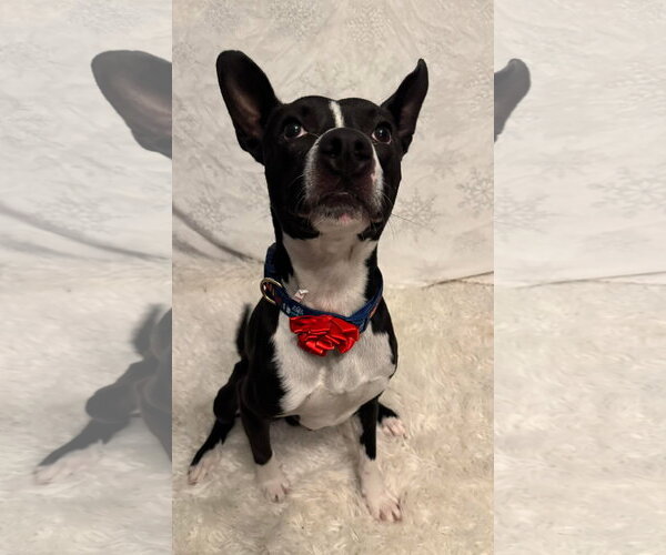 Medium Photo #15 American Pit Bull Terrier-Unknown Mix Puppy For Sale in Germantown, OH, USA