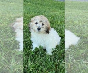 Lhasa-Poo Puppy for sale in CANOGA, NY, USA