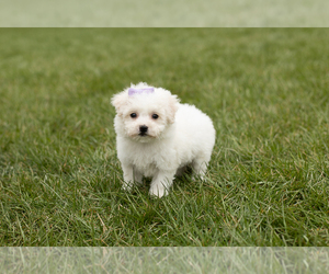 Bichon Frise Puppy for sale in WOLCOTTVILLE, IN, USA