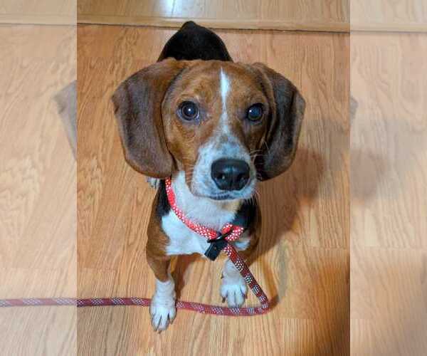 Medium Photo #1 Beagle Puppy For Sale in Dunnellon, FL, USA