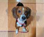 Small Beagle