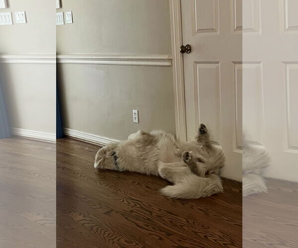 Medium Photo #6 Great Pyrenees Puppy For Sale in Houston, TX, USA