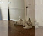 Small #5 Great Pyrenees