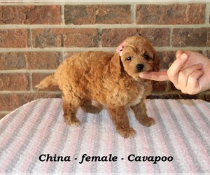 Cavapoo Puppy for Sale in CLARKRANGE, Tennessee USA