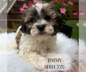 Shih Tzu Puppy for Sale in ELMHURST, Illinois USA