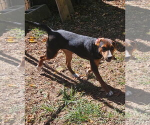 Fergie - Female Feist Terrier-Unknown Mix Dog for Adoption - Photo #3