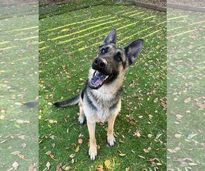 German Shepherd Dog Dogs for adoption in San Diego, CA, USA