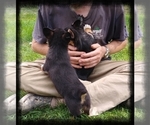 Small Photo #39 Pembroke Welsh Corgi-Scottish Terrier Mix Puppy For Sale in GREELEY, CO, USA